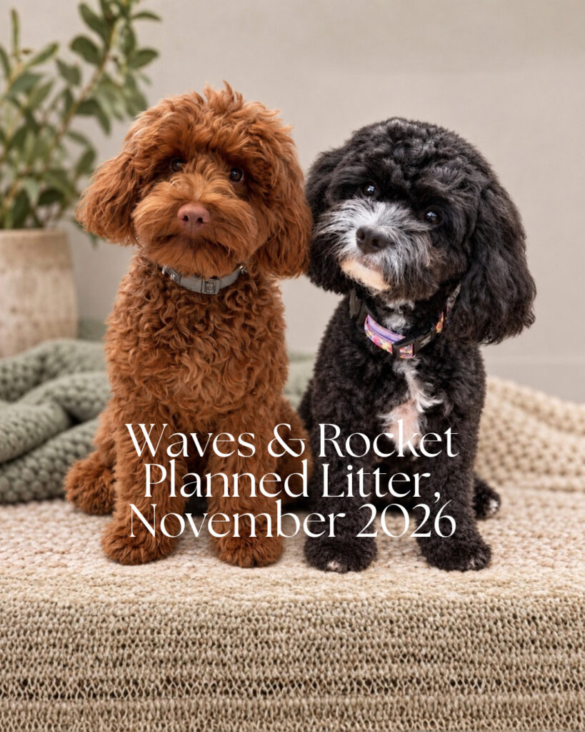 Waves and Rocket, Cavoodle parents of an upcoming Harley & Co Cavoodles litter in Brisbane.