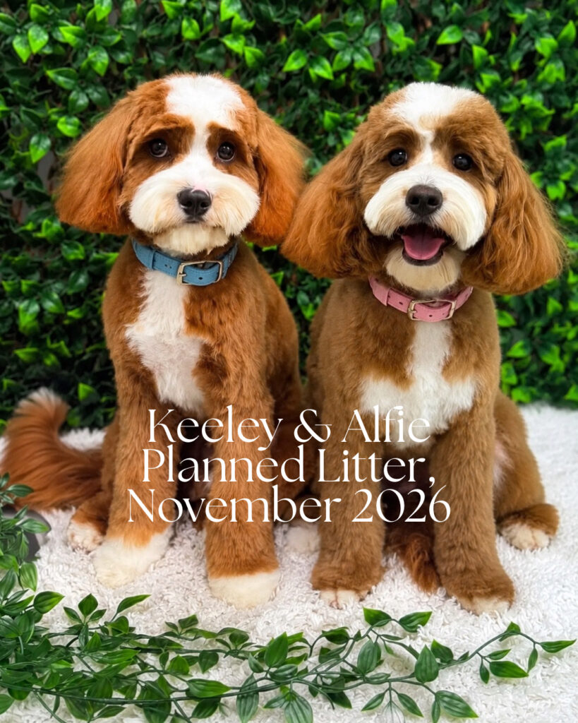 Alfie and Keeley, parents of an upcoming Harley & Co Cavoodle litter in Brisbane