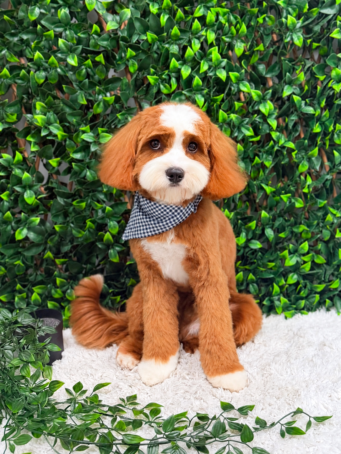 Red and white tuxedo Cavoodle puppy from Harley & Co Cavoodles in Brisbane