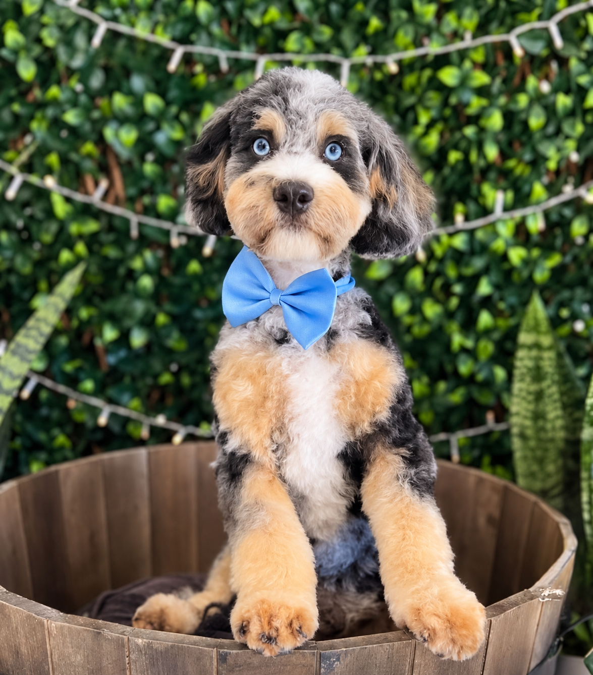 Marley, blue-eyed harlequin merle Theodore stud at Harley & Co Cavoodles Brisbane